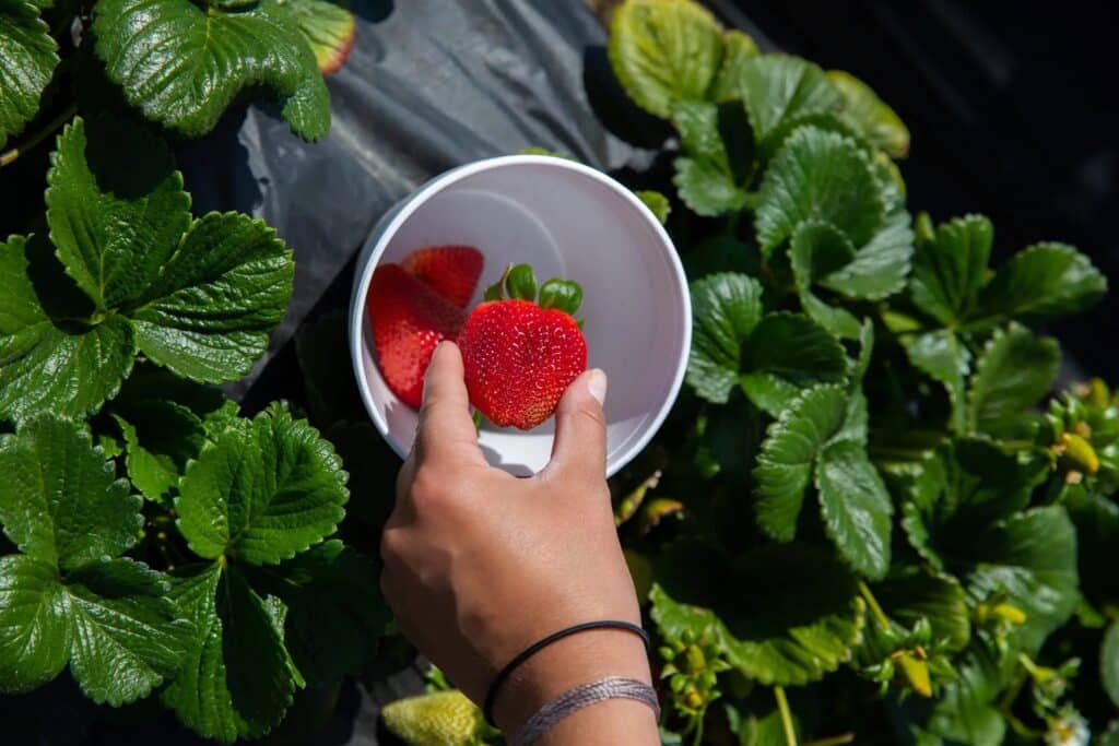 Strawberry Fields - Wellness Journey at Premier Fitness Camp